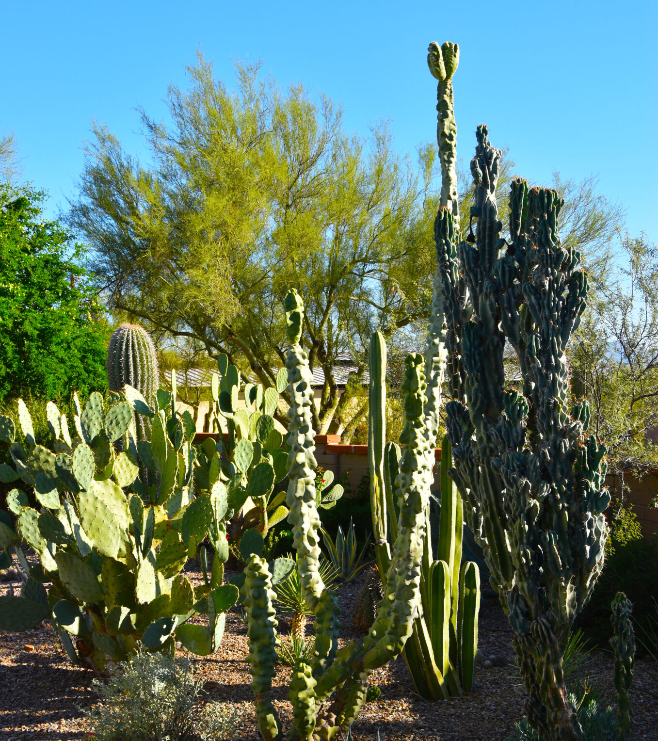 2023 Master Gardener Home Garden Show